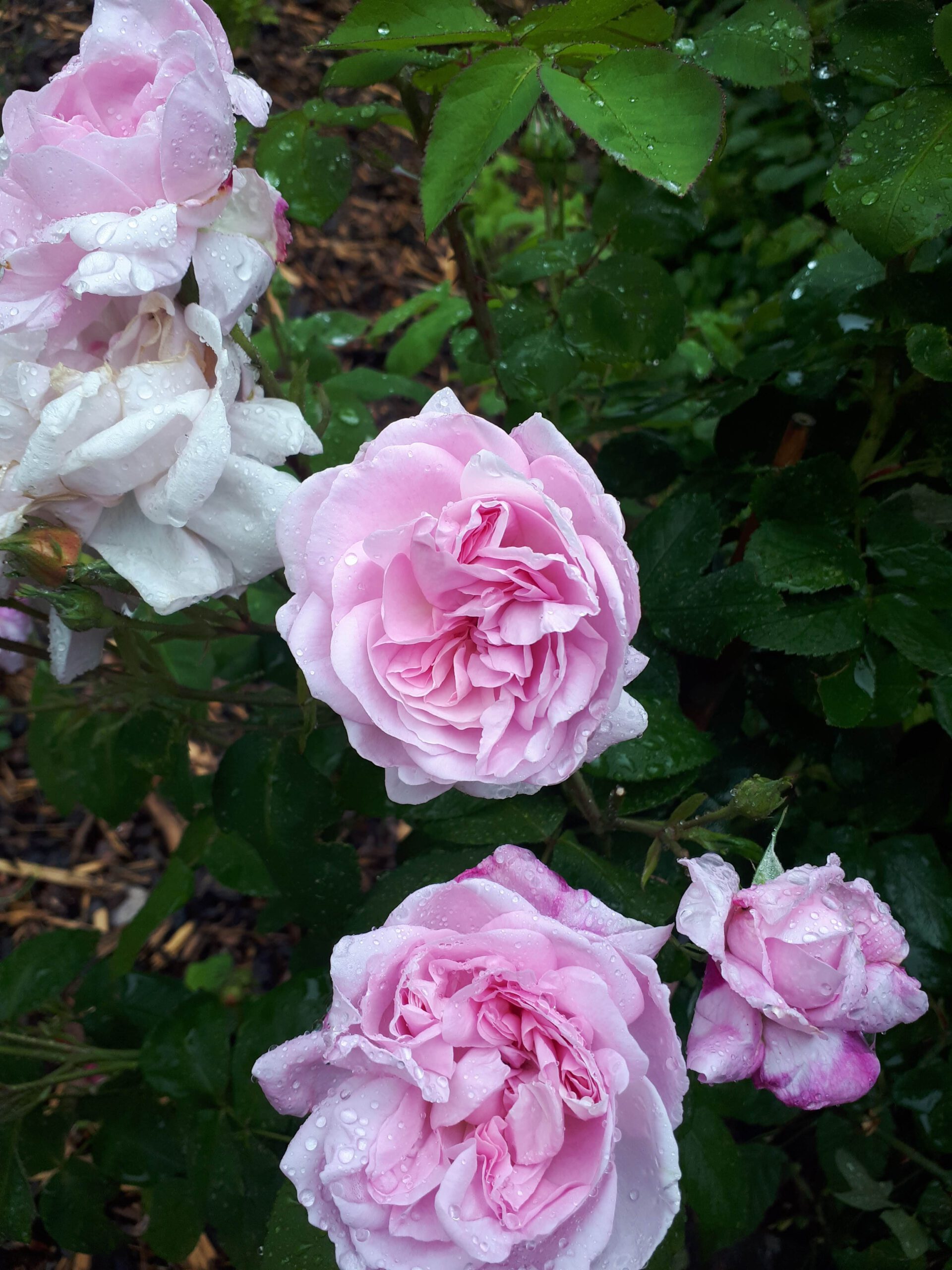 Meine Rosensorten, hier die Parkrose Fantin Latour.