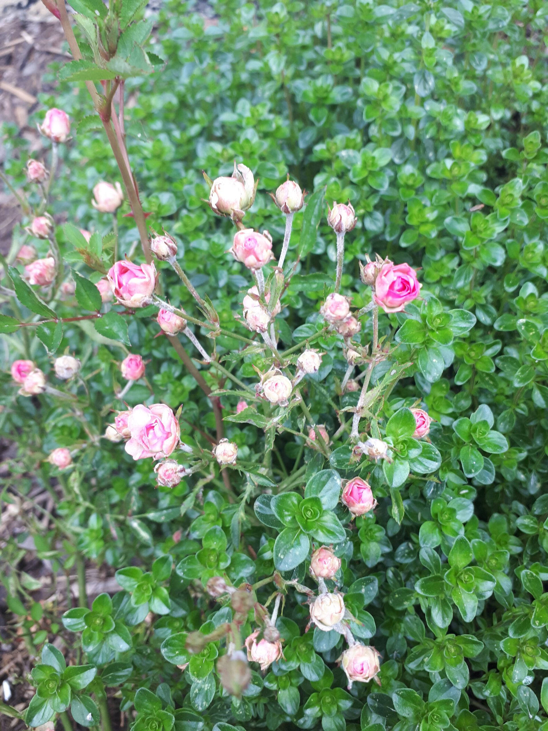 Meine Rosensorten, hier die Zwergrose Lilly Rose Wonder 5