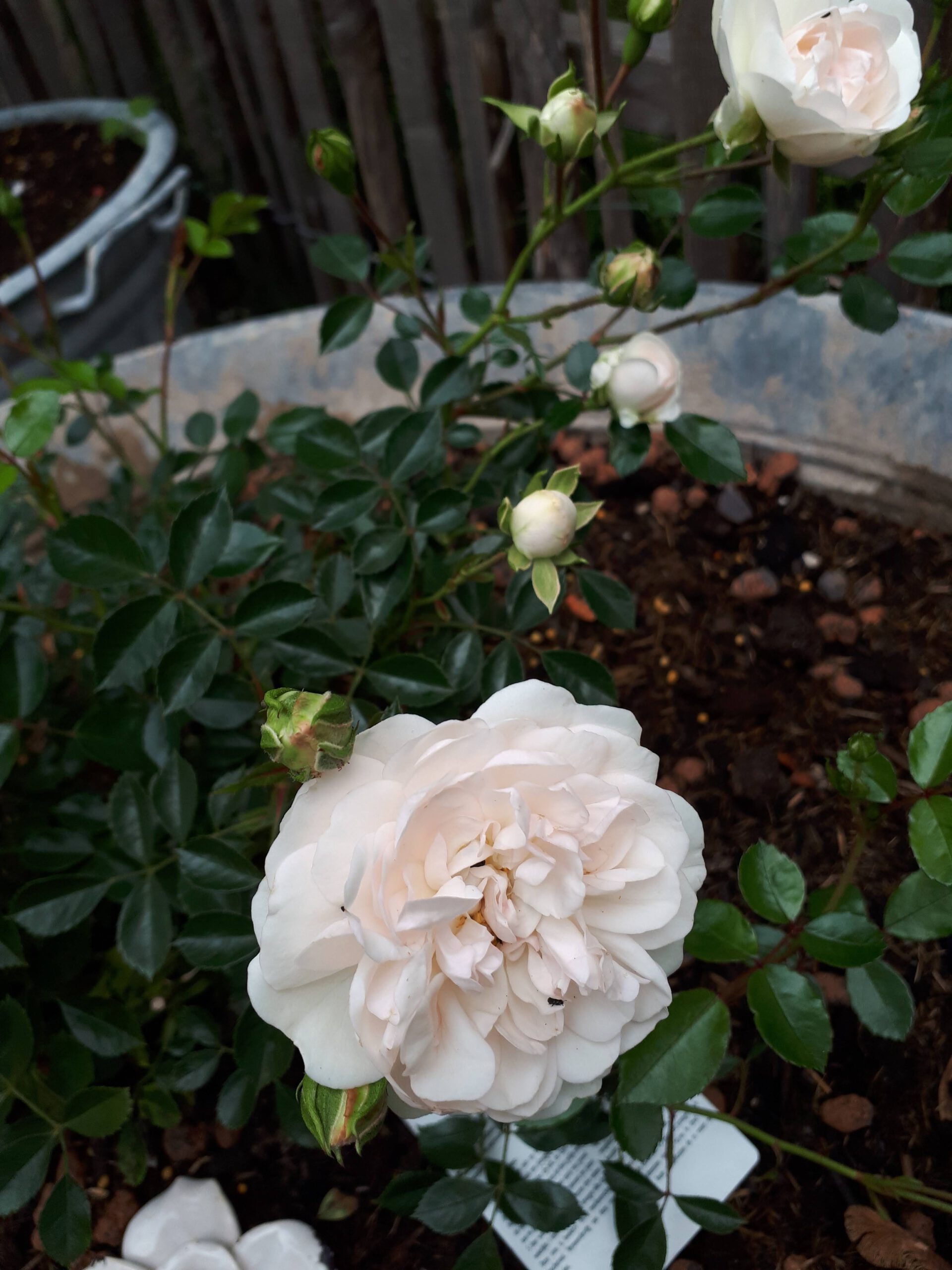 Meine Rosensorten, hier die Bodendeckerrose Swany die in einer der zahlreichen Zinkwannen sitzt.