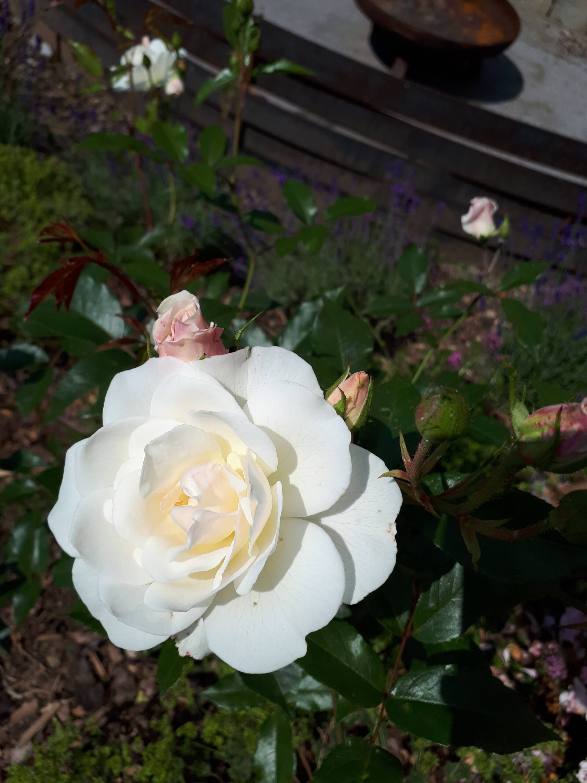 Meine Rosensorten, hier eine unbekannte cremeweiße Sorte die an eine klassische Edelrose erinnert. 