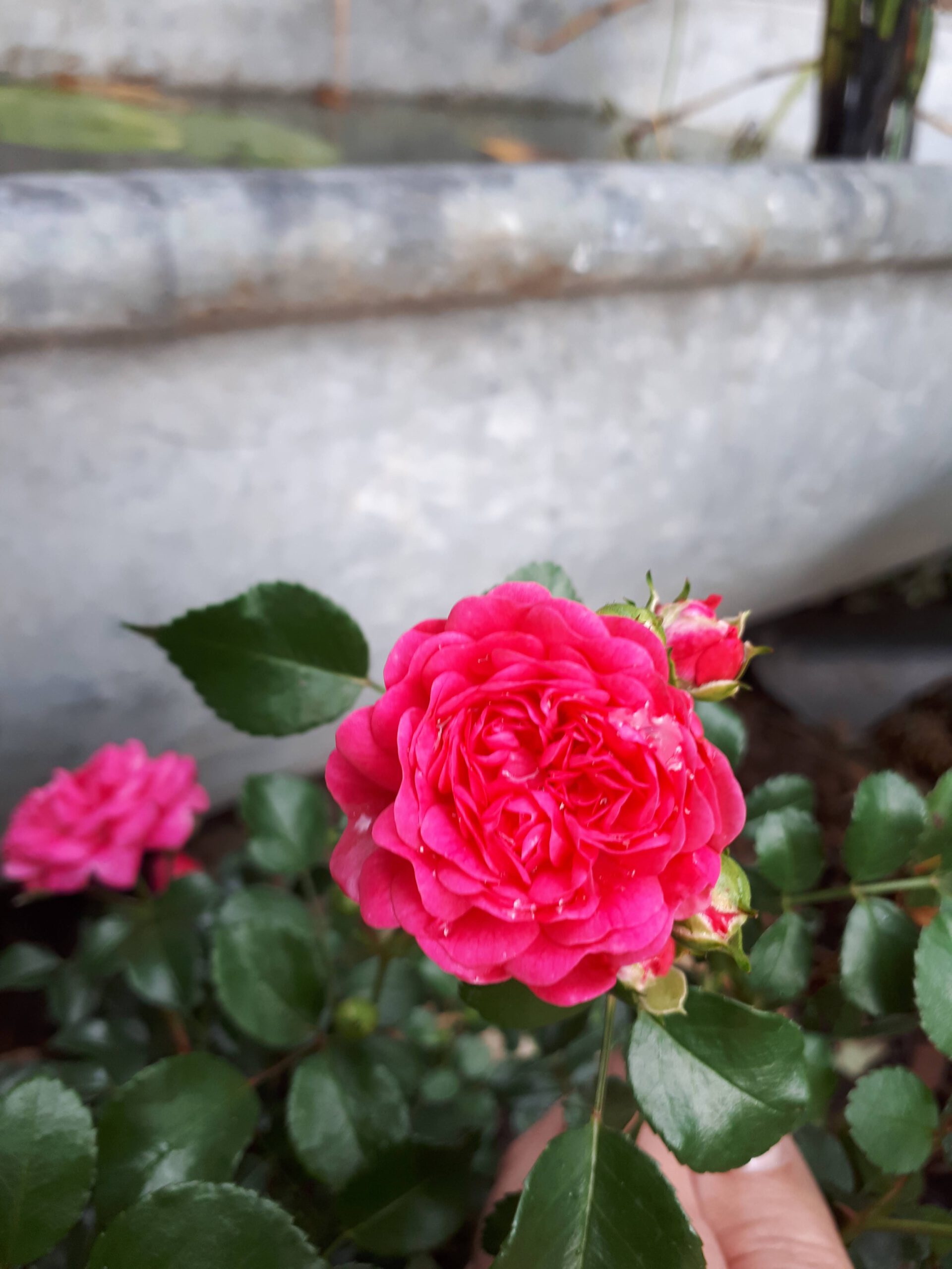 Meine Rosensorten, hier die Zwergrose Pepita in kräftigem Pink.