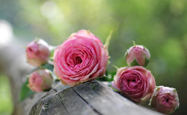 Das Gartengedicht als allerschönste bist du anerkannt, als eine Ode an die Rose.Rosen sind im romantischen Garten ein wichtiges Element