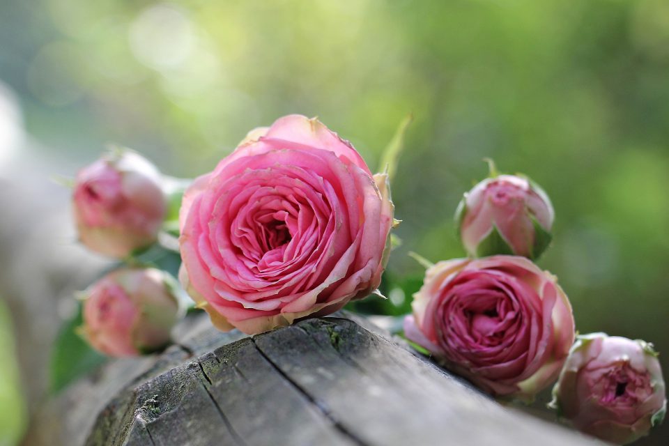 Das Gartengedicht als allerschönste bist du anerkannt, als eine Ode an die Rose.Rosen sind im romantischen Garten ein wichtiges Element