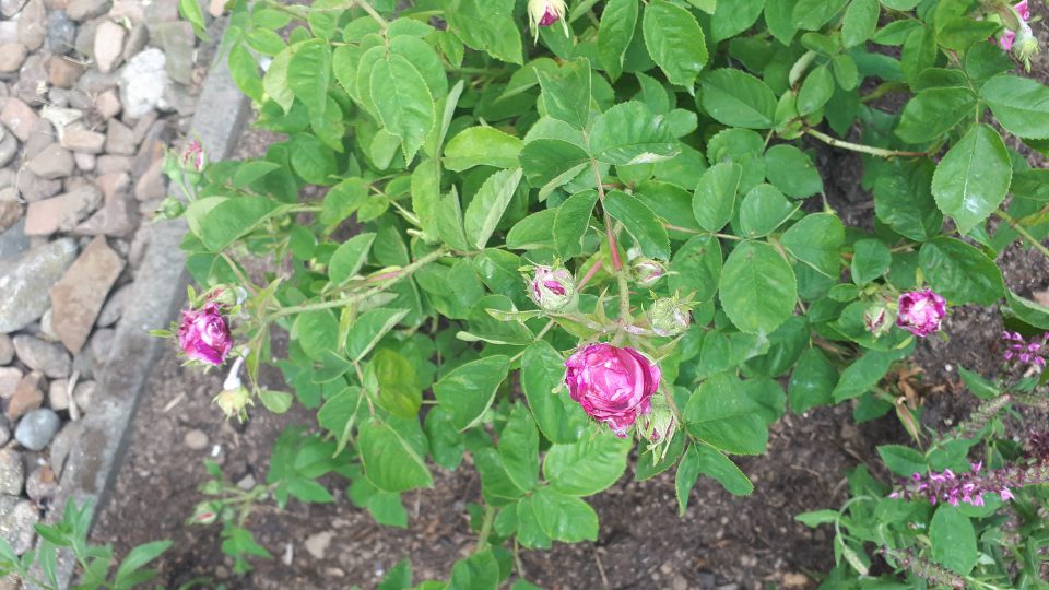 Die historische Rose Perle von Weißenstein ist sehr pflegebedürftig.
