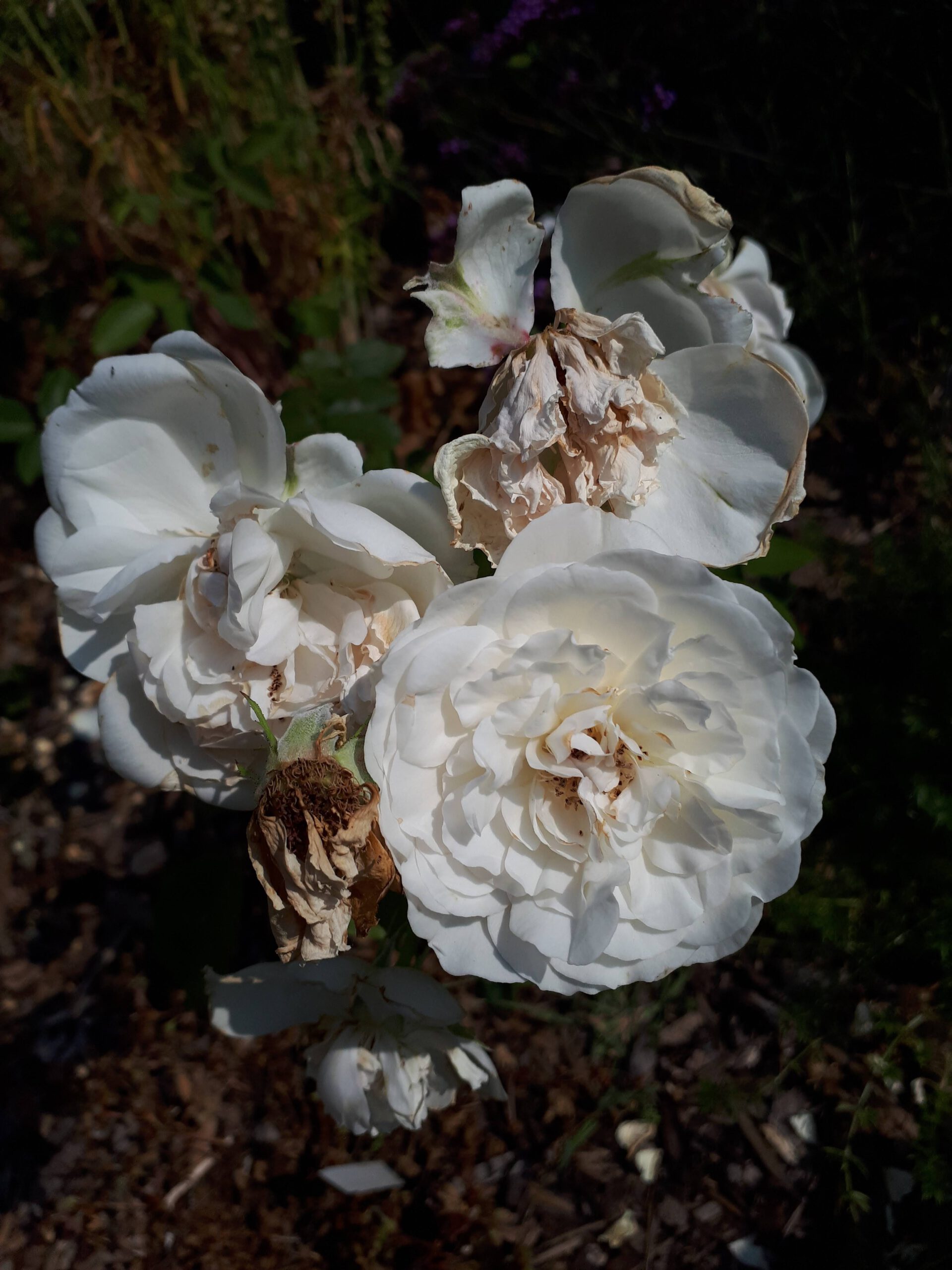 Meine Rosensorten, hier die Edelrose Sebastian Kneipp.