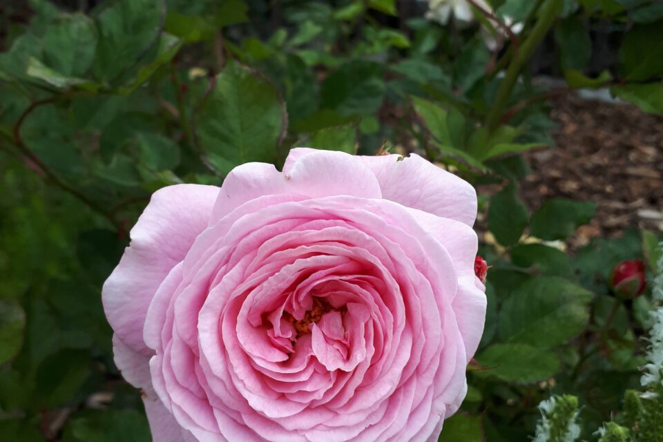 Meine Rosensorten, hier die duftende Beetrose Rosengräfin Marie Henriette.
