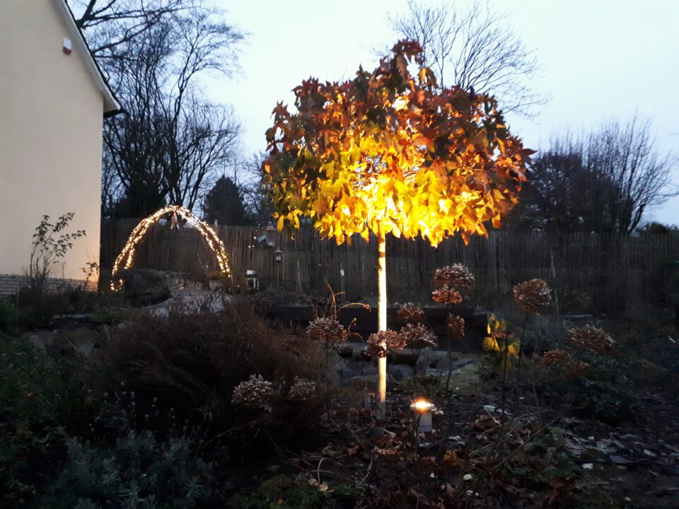 Die Beleuchtung eines Baumes in Solitärstellung als Teil des Beleuchtungskonzepts im Garten.