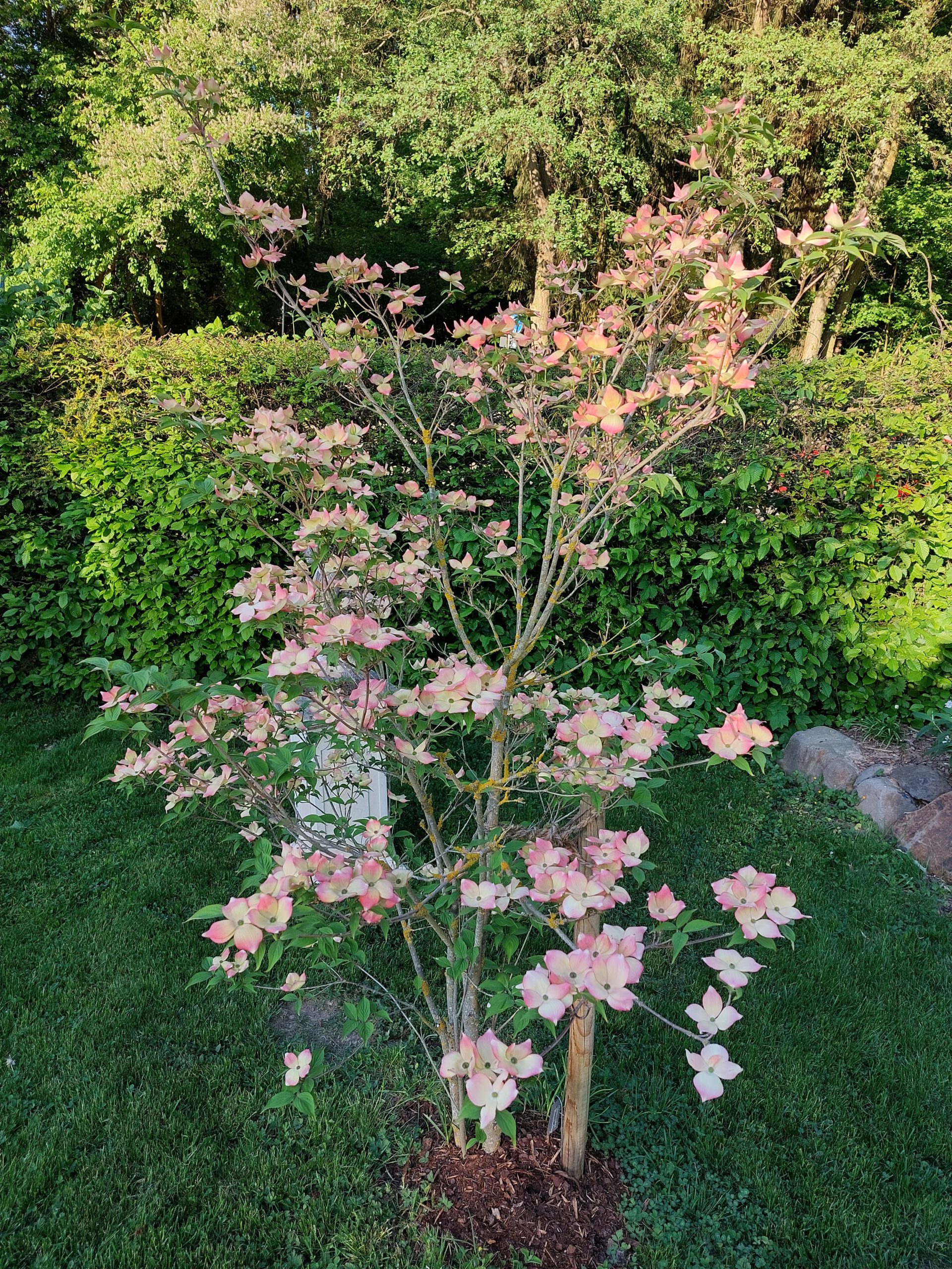 Mein Blumenhartriegel Stellar Pink im dritten Jahr in meinem Garten