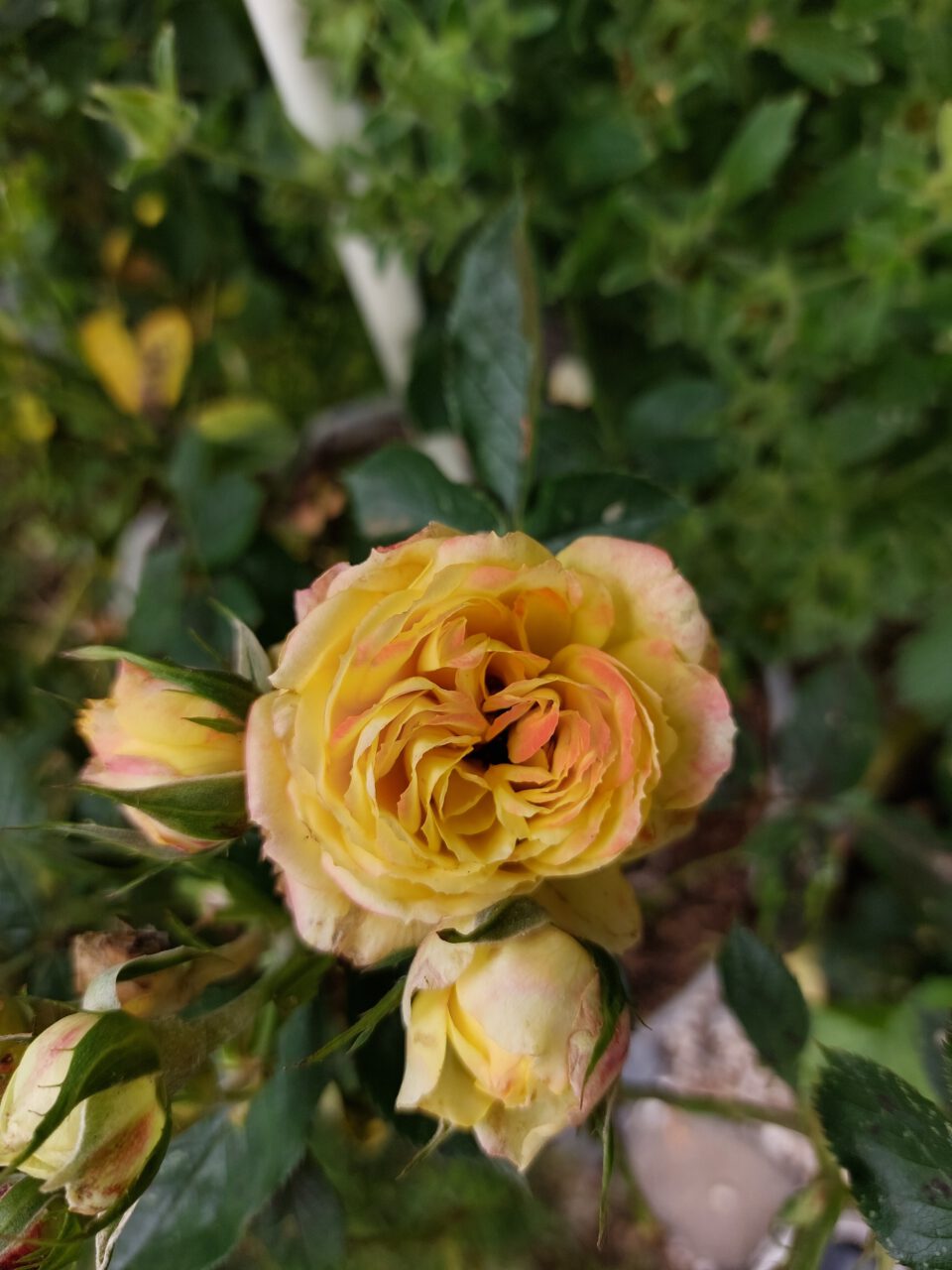 Die Friesia Kordana als eine von zwei gelben Rosensorten in meiner Sammlung