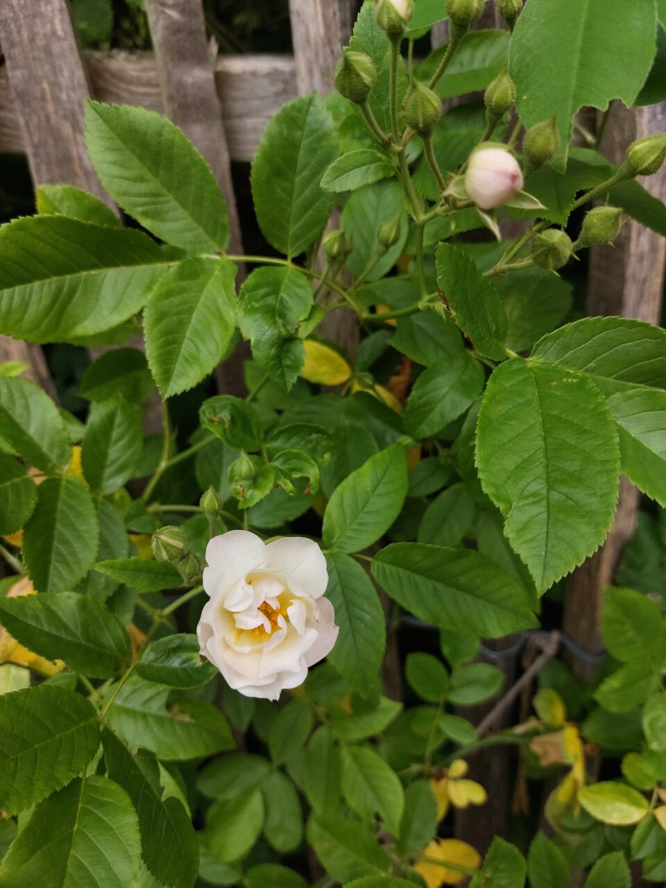 Unter meinen Rosensorten ist auch die Ramblerrose White Flight